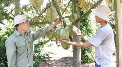 Sầu riêng tăng giá vừa mừng vừa lo: 'Thổi' giá phá vỡ toàn bộ chuỗi liên kết