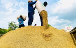 Gạo xuất khẩu vượt 610 USD/tấn, giá lúa "mở mắt ra là tăng"