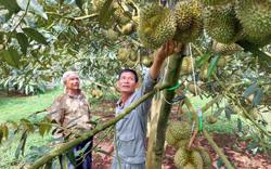 Nông dân, doanh nghiệp chưa ai vội chốt giá sầu riêng
