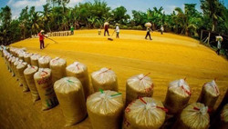 Thủ tướng chỉ thị đảm bảo an ninh lương thực và thúc đẩy sản xuất, xuất khẩu gạo bền vững