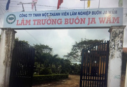 Đắk Lắk: Điều tra cán bộ Lâm trường Buôn Ja Wầm có hành vi lạm dụng chức vụ, quyền hạn chiếm đoạt tài sản