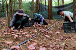 Bảo tồn nấm linh chi đỏ: Từ phòng thí nghiệm đến thực tế