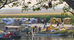 Giá gạo tăng, doanh nghiệp vẫn lo