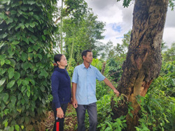 Bị khởi tố vì lấy 1 lóng gỗ muồng trong vườn cà phê nhận khoán