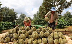 Nghiêm túc thực hiện kiểm soát đối tượng kiểm dịch thực vật tại các vùng trồng và cơ sở đóng gói