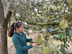 Trồng sầu riêng Ri6 đặc sản cho thu nhập cao