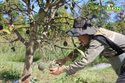 Làm gì để cây bơ Đắk Nông không bị ngó lơ?