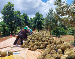 Bộ trưởng Lê Minh Hoan: Đừng để sầu riêng rơi vào bi kịch...