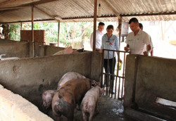 Tăng cường công tác phòng, chống bệnh dịch tả lợn Châu phi trên địa bàn tỉnh