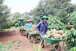 Nhận diện thực trạng liên kết tiêu thụ, xuất khẩu sầu riêng năm 2023