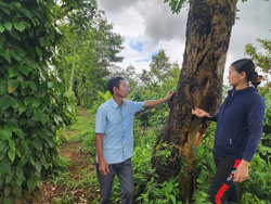Truy tố người đàn ông lấy 1 khúc gỗ muồng trong vườn cà phê nhận khoán
