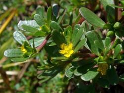 Chế độ ăn uống và rau quả: Bảo vệ sức khỏe và sự trường thọ