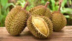 Lưu ý kỹ thuật nâng cao chất lượng, giữ vững uy tín sầu riêng Việt Nam