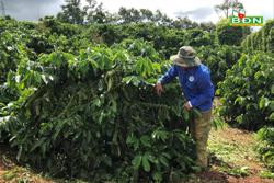 Cách chăm sóc cà phê trước mùa thu hoạch