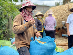 Nông dân như "ngồi trên đống lửa" khi ngô rớt giá