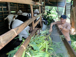 Vượt khó từ vốn vay giải quyết việc làm