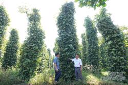 Người 'thổi hồn' sản xuất hữu cơ cho vùng nắng gió