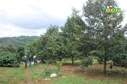 Kinh nghiệm từ vụ sầu riêng bội thu