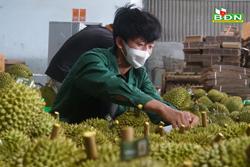 Đắk Nông xuất khẩu 1.500 tấn sầu riêng sang Trung Quốc, Thái Lan