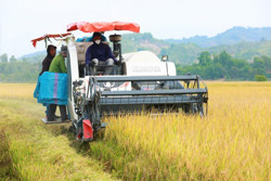 Huyện Lắk: Sản lượng lương thực vụ hè thu mất trắng 14.400 tấn