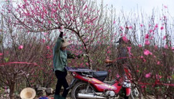 Bộ Nội vụ thống nhất nghỉ 7 ngày Tết Nguyên đán năm 2024