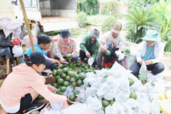 Cách nào lấy lại vị thế cho trái bơ Tây Nguyên?
