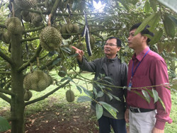 Huyện Cư M’gar: Kỳ vọng "đột phá" từ trái sầu riêng