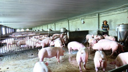 Người chăn nuôi “rục rịch” tái đàn đón mùa Tết