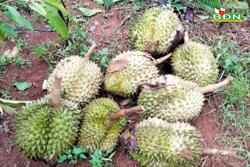 Đắk Nông bắt 3 "sầu tặc" trộm hơn 200 kg sầu riêng