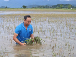 Người dân vùng “rốn” lũ "đánh bạc với trời"