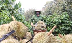 Doanh nghiệp méo mặt vì dân bỏ cọc, cắt trộm sầu riêng