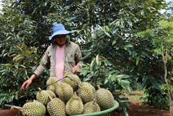 Cảnh báo sầu riêng “sập giá”, nông dân cần phòng bị!