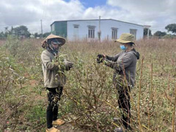 Nghề “hái lá ra tiền”