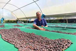 Triển vọng từ sản xuất cà phê chất lượng cao