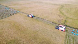 Sản xuất lúa hướng đến giải pháp xanh và giảm phát thải carbon