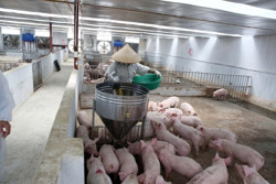 Không lo thiếu nguồn cung thịt lợn dịp Tết