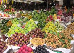 'Đường đi' của trái cây Việt Nam