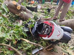 Buôn Ma Thuột: Cây cổ thụ gãy đổ, đè người đi đường