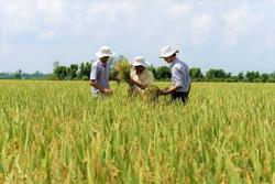 Nâng “chất” cho lúa gạo huyện Lắk