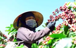 Diện tích sầu riêng tăng mạnh: Nguy cơ khó lường