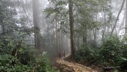 Để thị trường carbon là "gà đẻ trứng vàng"