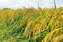 Giàu lên từ cây lúa