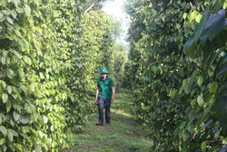 Nhiều nông dân Đắk Nông thu nhập tiền tỷ