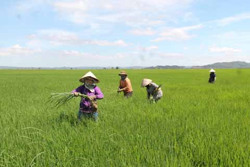 Giảm phát thải carbon trong trồng lúa: Hành trình hướng đến sản xuất xanh