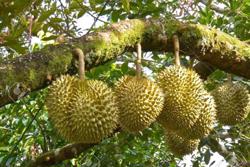 Sầu riêng Việt Nam bị kiểm tra dư lượng tại cửa khẩu khi nhập vào EU