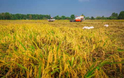 Gây dựng vị thế cho nông sản Việt