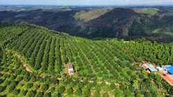 Đắk Nông thắng lợi về mã vùng trồng