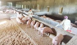 Giá lợn hơi nhích lên từng ngày