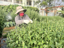Thú vị nghề “tuyển hoa, lặt nụ” ngày cận Tết