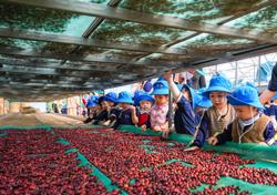 Phát triển nền nông nghiệp xanh gắn liền với du lịch nông thôn